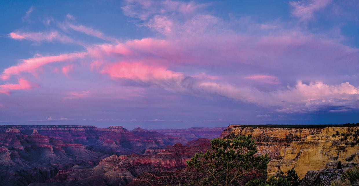 Grand Canyon Violets