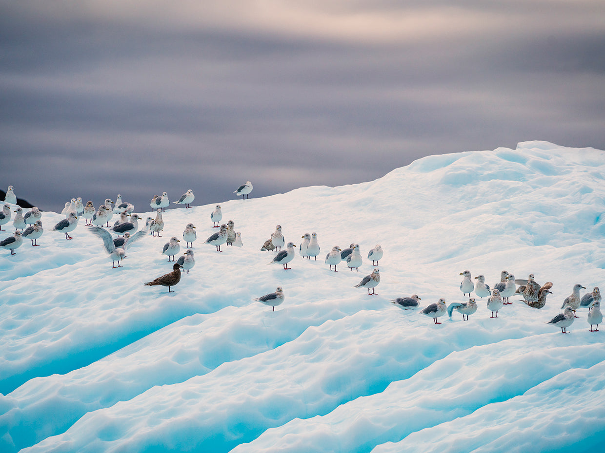 Iceberg Seagulls Greenland