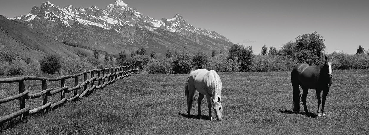 Tetons Grazing Horses