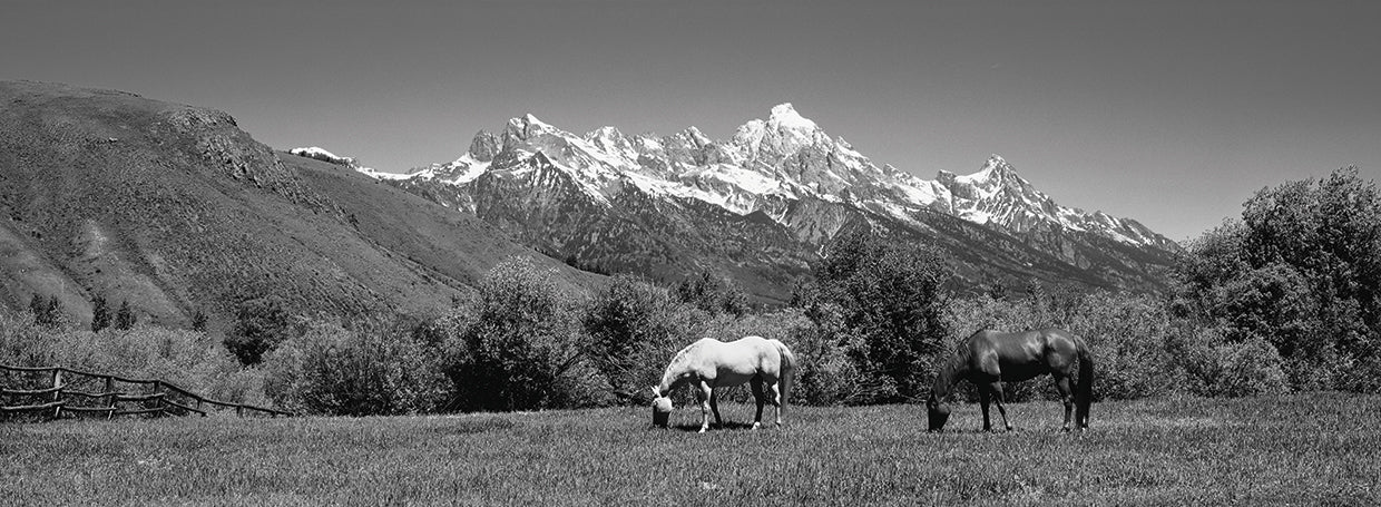 Teton Meadow Horse