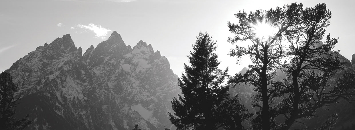 Winter Pines Tetons