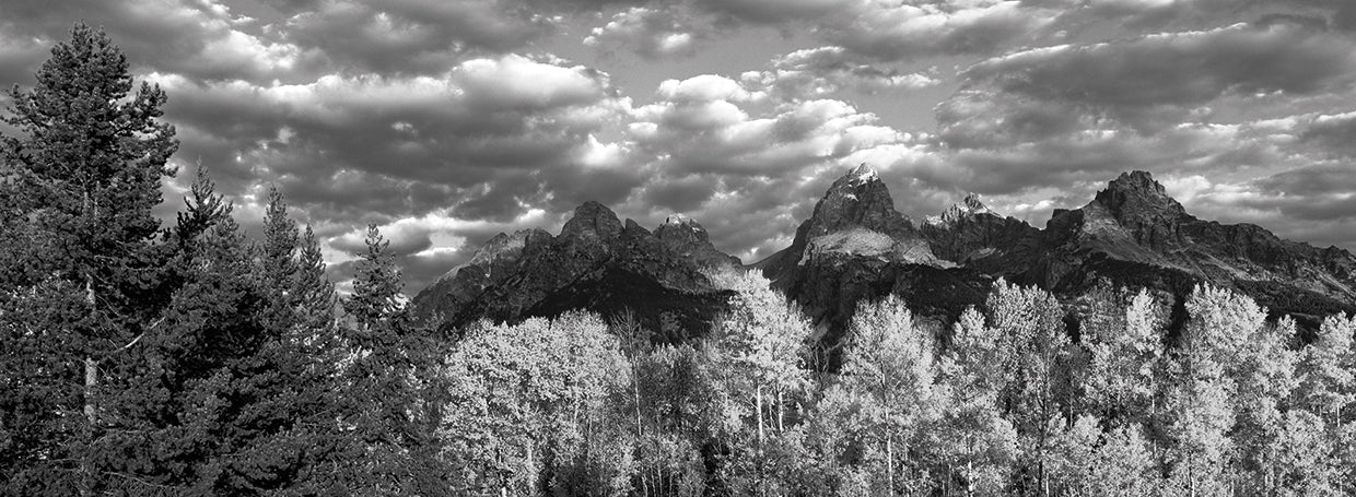 Autumn Aspens Wyoming