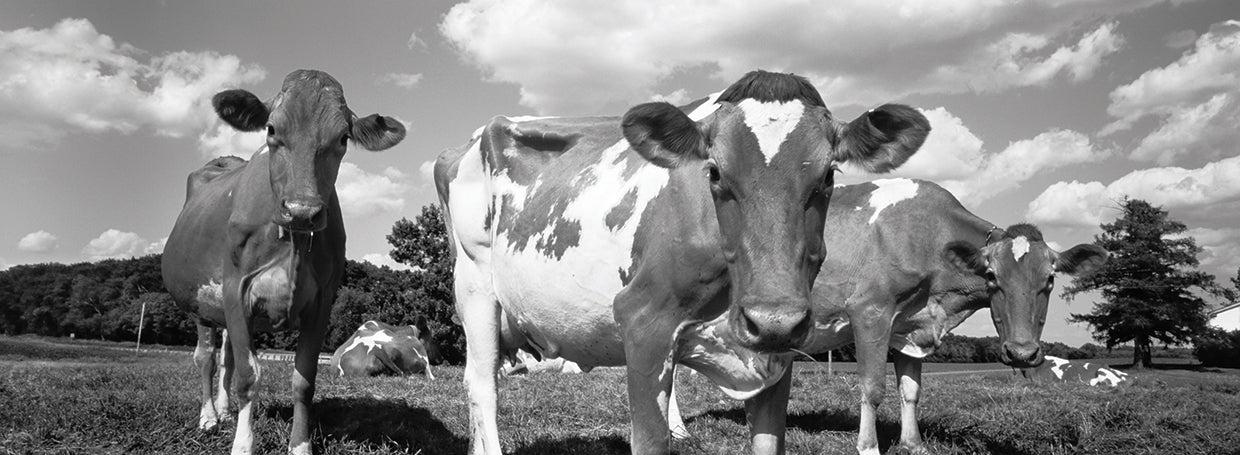 Wisconsin Dairy Cows