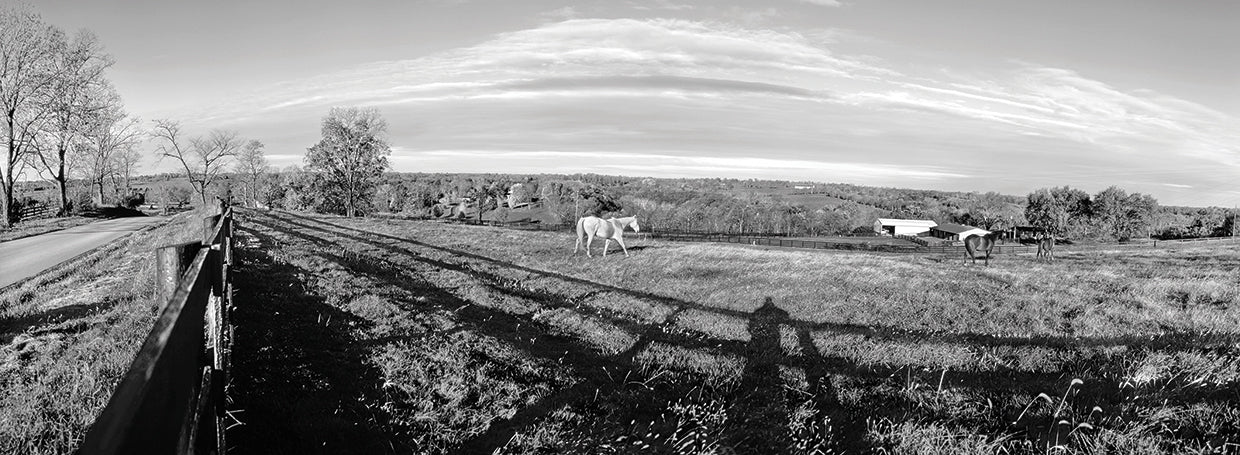 Kentucky Bluegrass Horses