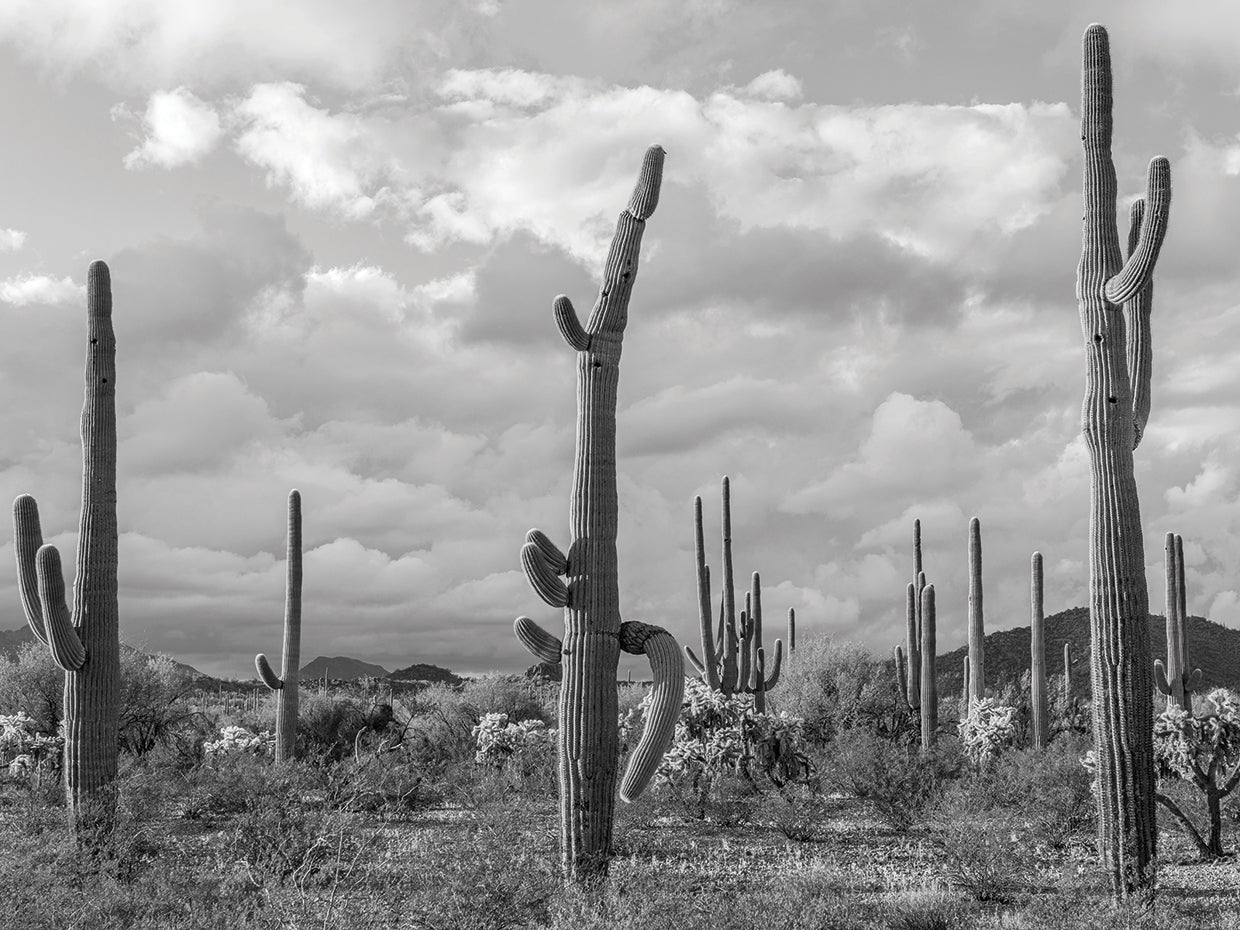 Cactus de tubo de órgano Lienzo