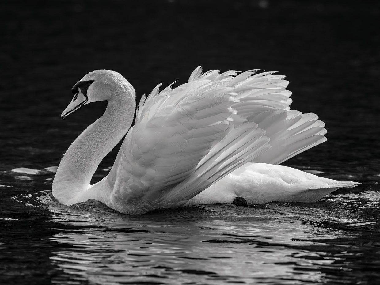 Cisne mudo canadiense Lienzo