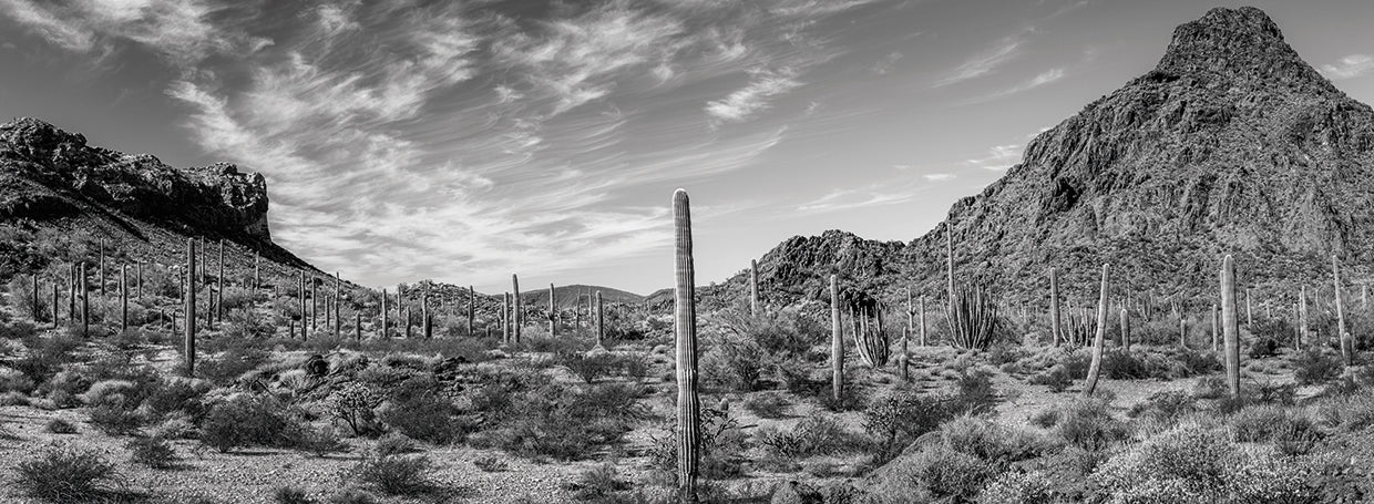 Monumentos de cactus AZ Lienzo