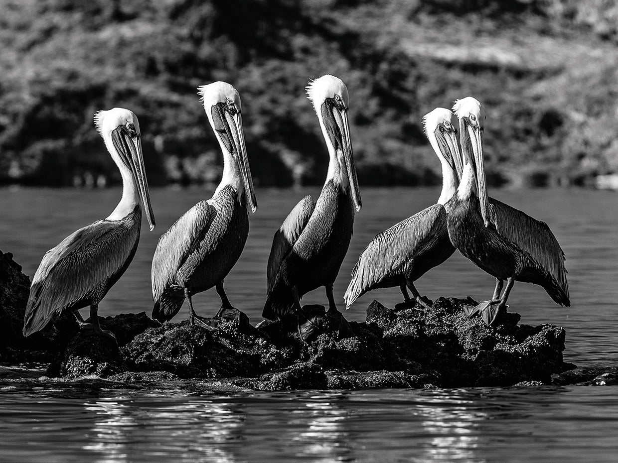 Hola Pelican Flock Lienzo