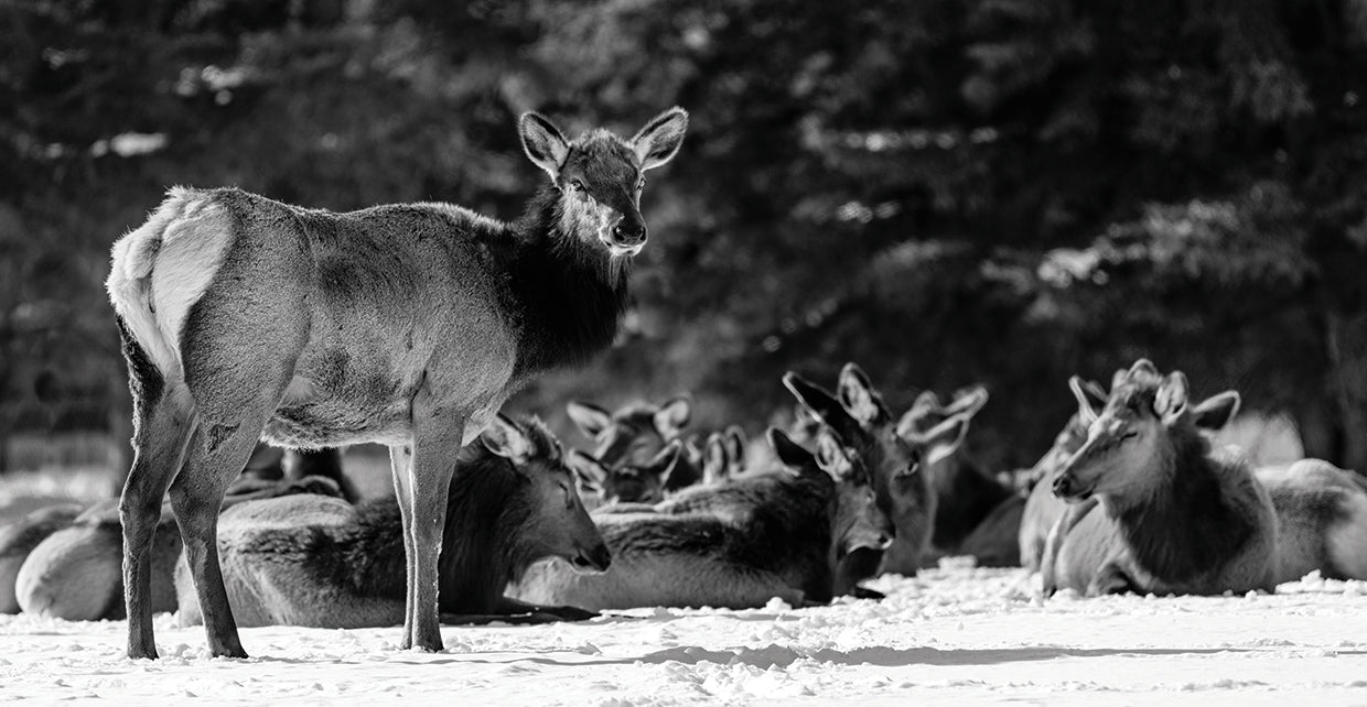 Alces canadienses de invierno Lienzo