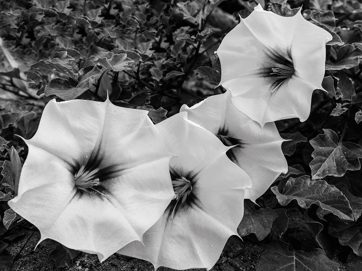 Floraciones de Baja Mexico Lienzo