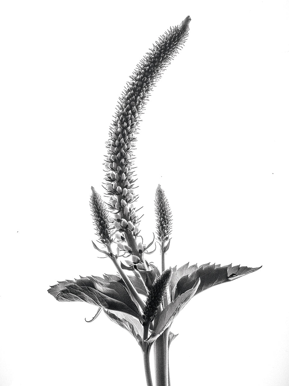 Spike Speedwell I