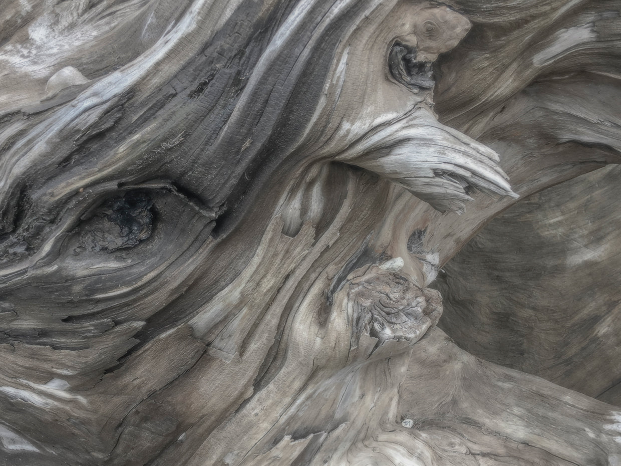 Driftwood Serie I Lienzo
