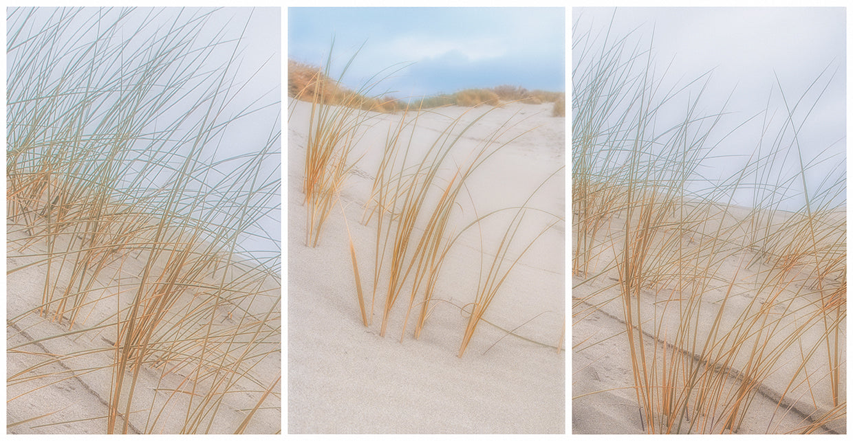 Beach Grass