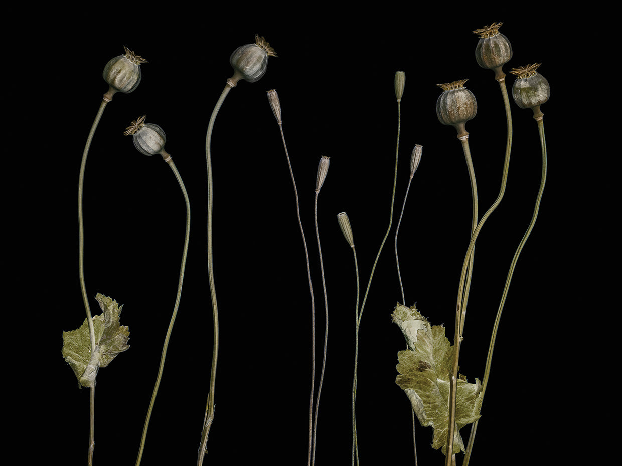 Gronkjar - Poppy pods