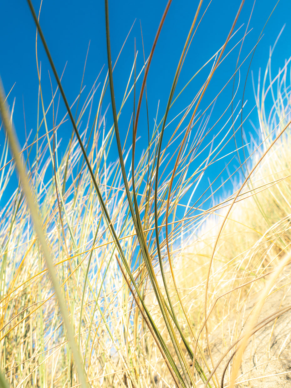 Dune Grasses II