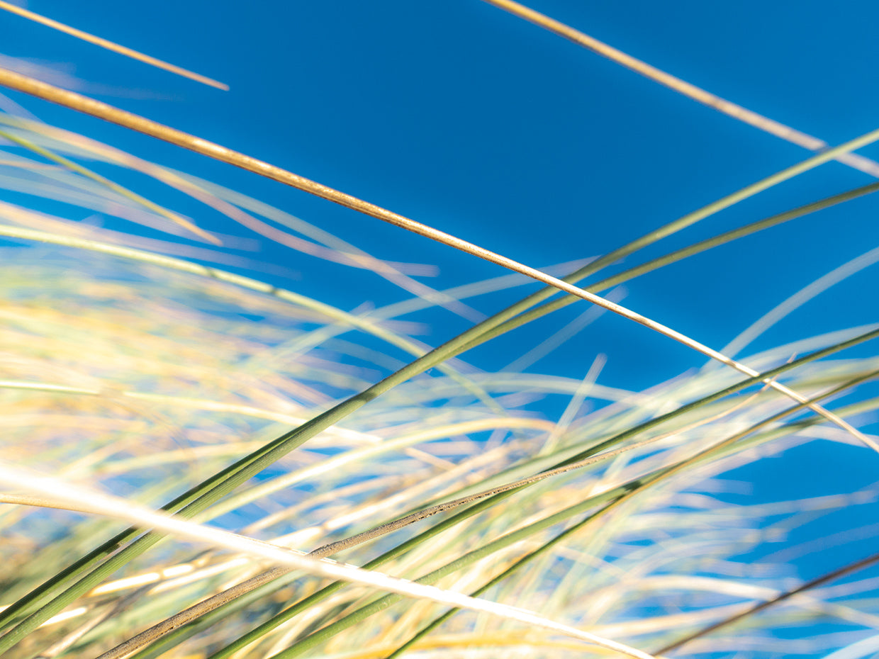 Dune Grasses III