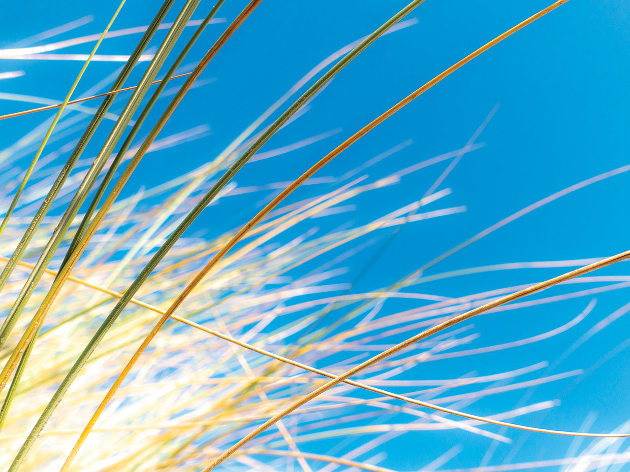 Dune Grasses IV