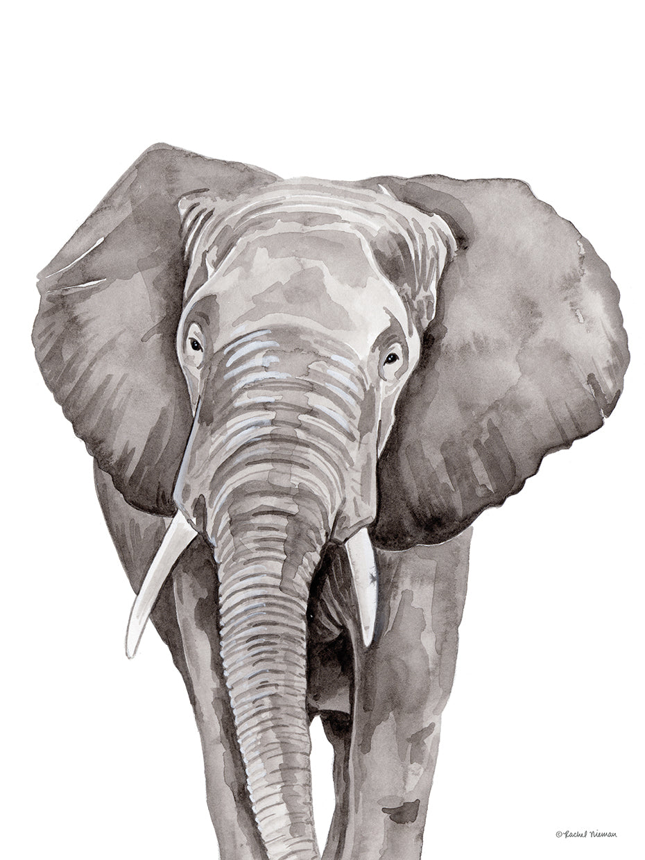 Safari Elephant Peek-a-boo