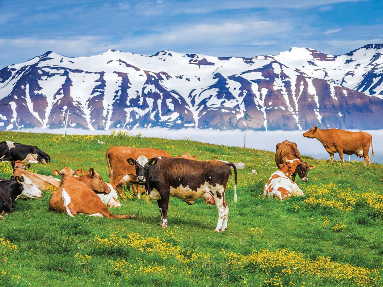 Icelandic Dairy Cows