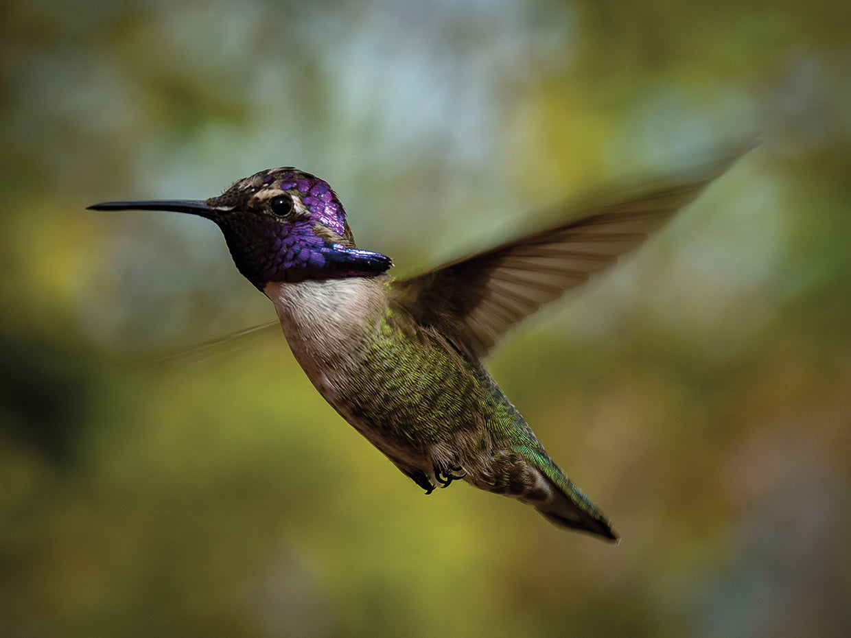 Hola colibrí Lienzo