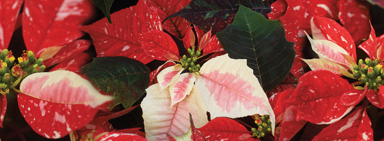 Poinsettia Pinks and Reds