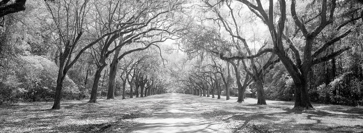 Savannah Mossy Oaks Lienzo