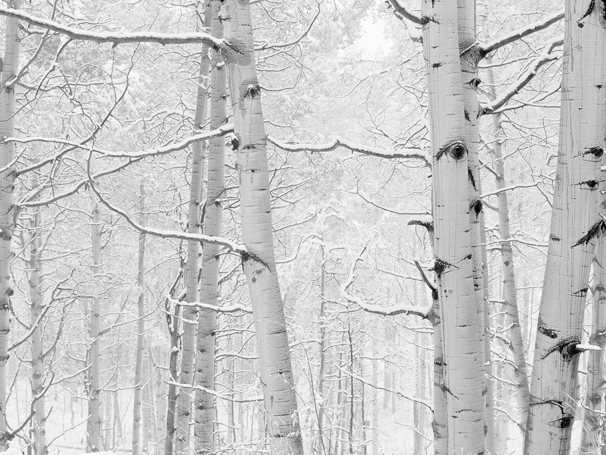Álamos tembloses de nieve de Colorado Lienzo