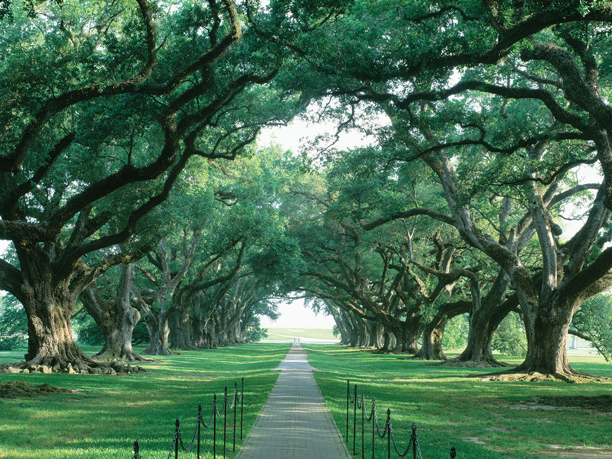Camino del árbol NOLA Lienzo