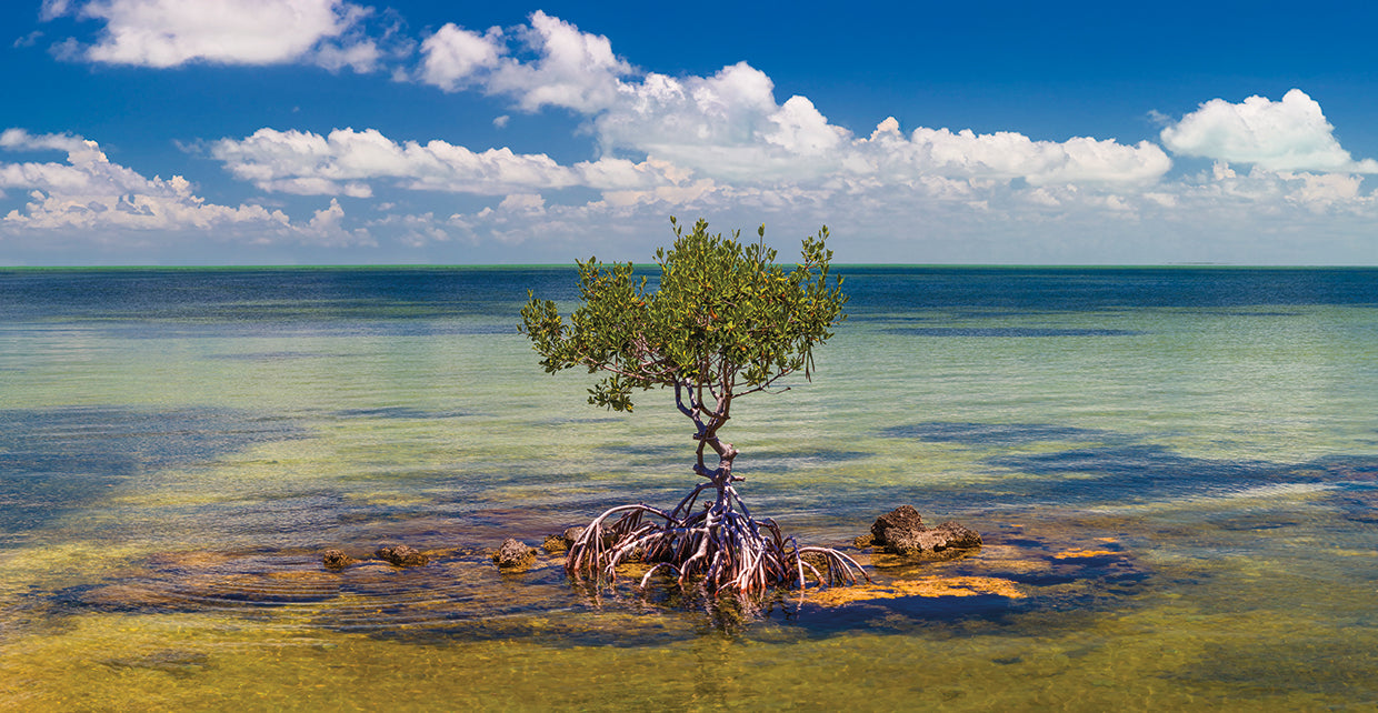 Florida Keys Mangrove