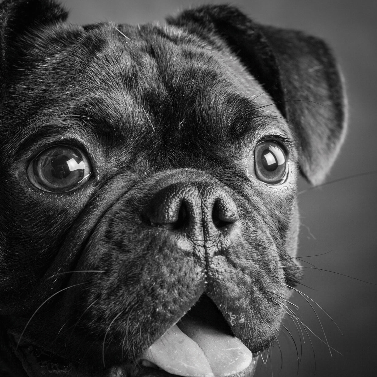 Retrato de Bulldog Pug Lienzo