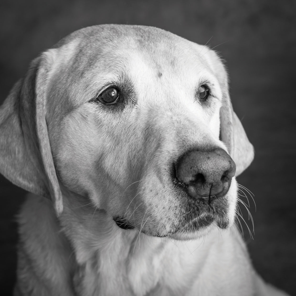 Retrato de Golden Lab Mix Lienzo