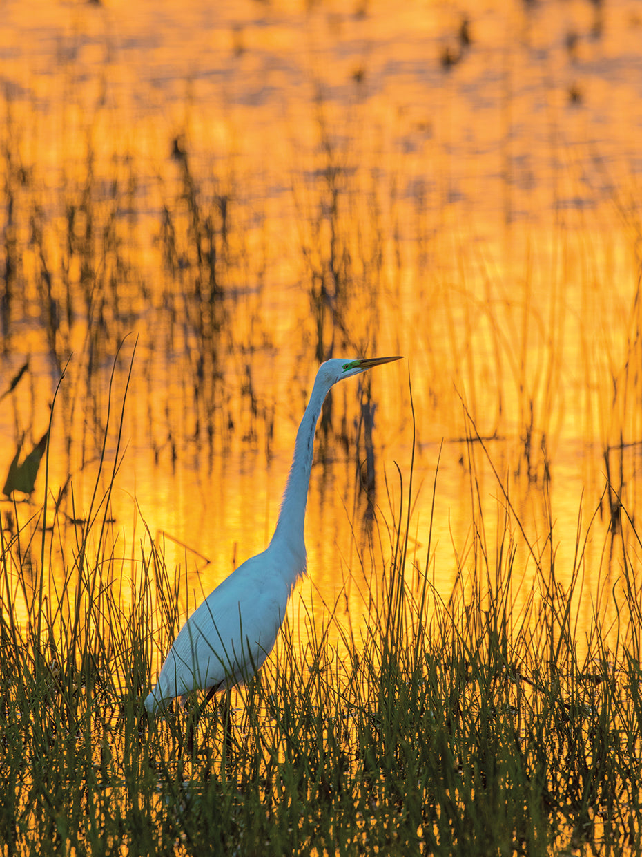 Florida Great Egret