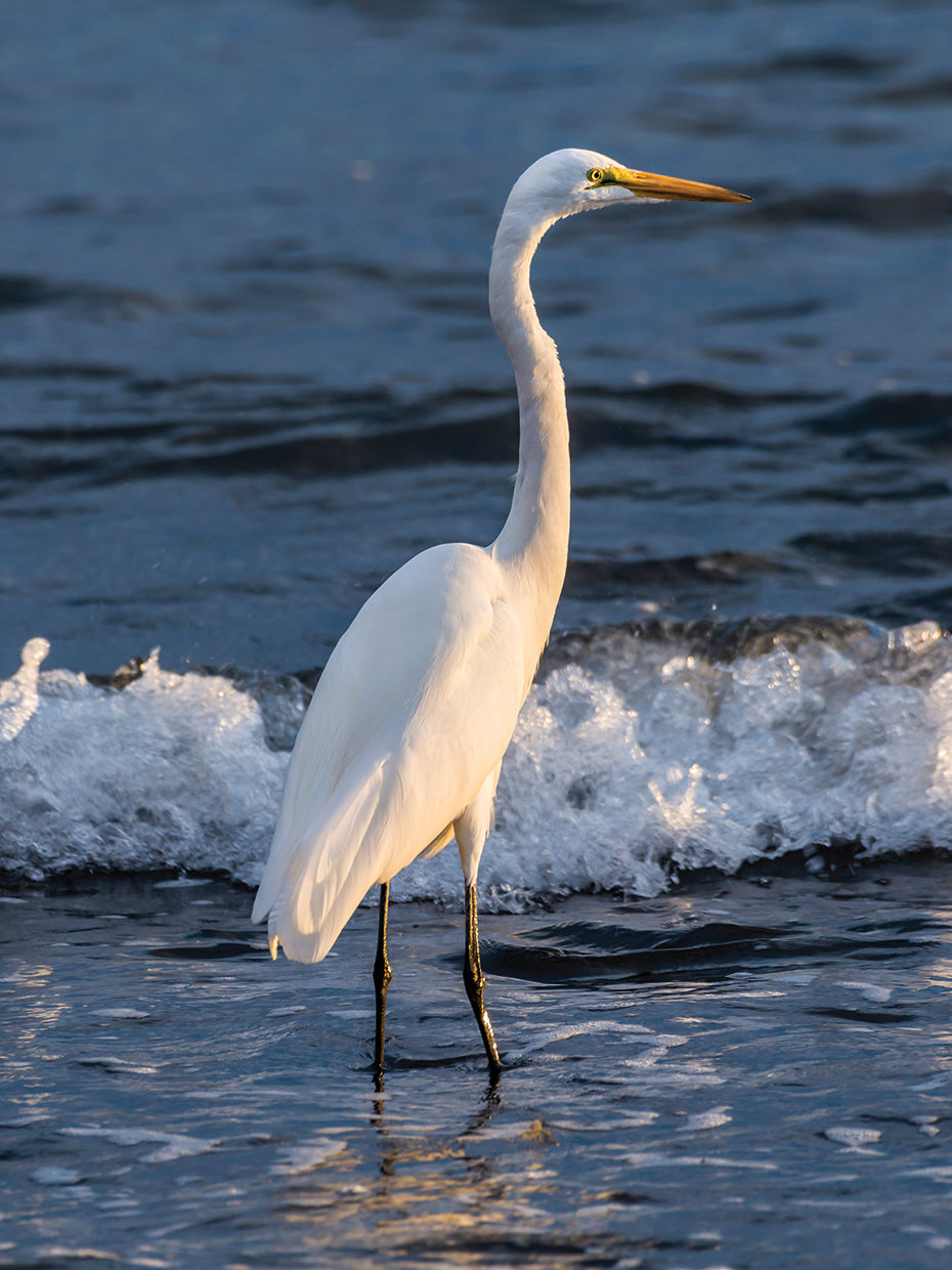 Great Egret Baja