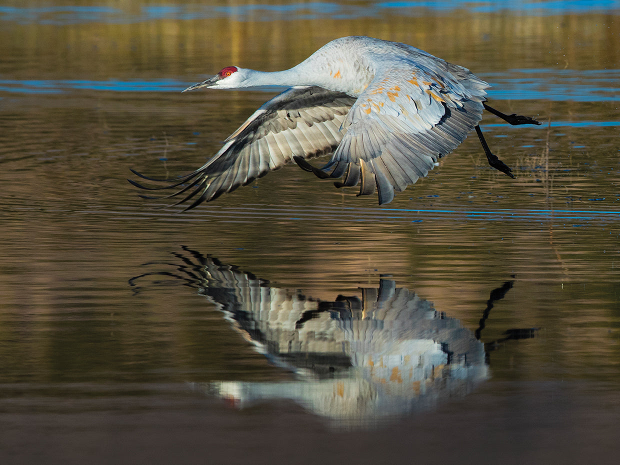 Grulla canadiense altísima Lienzo