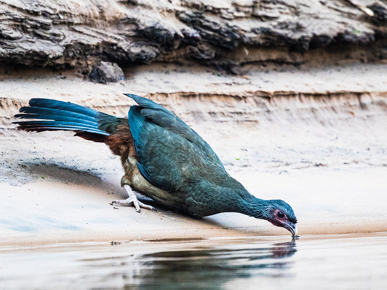 Pájaro sediento de Brasil Lienzo