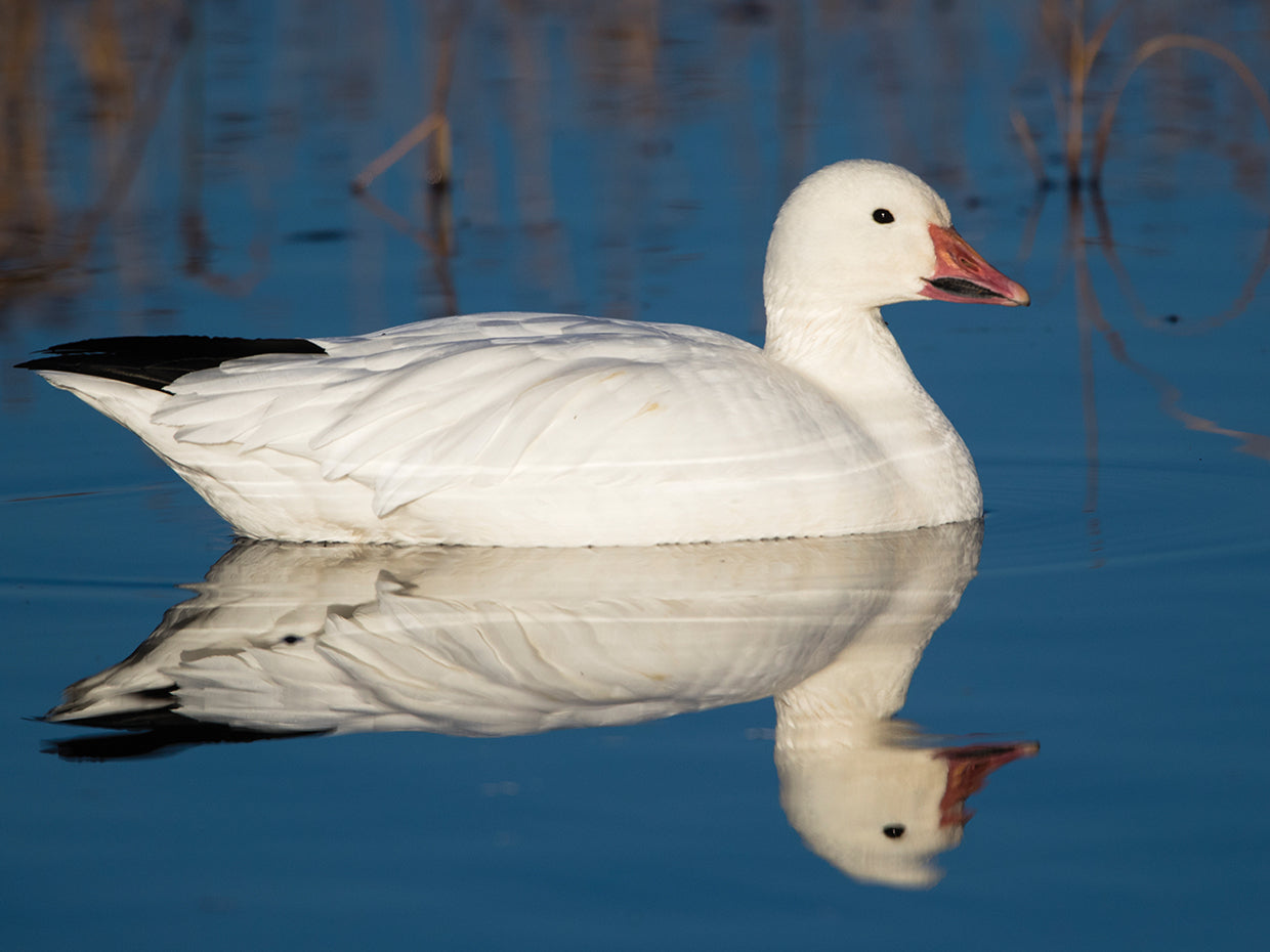 New Mexico Snow Goose