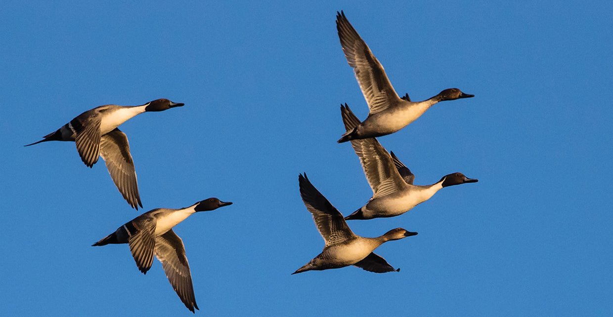 Pintails de Nuevo México Lienzo