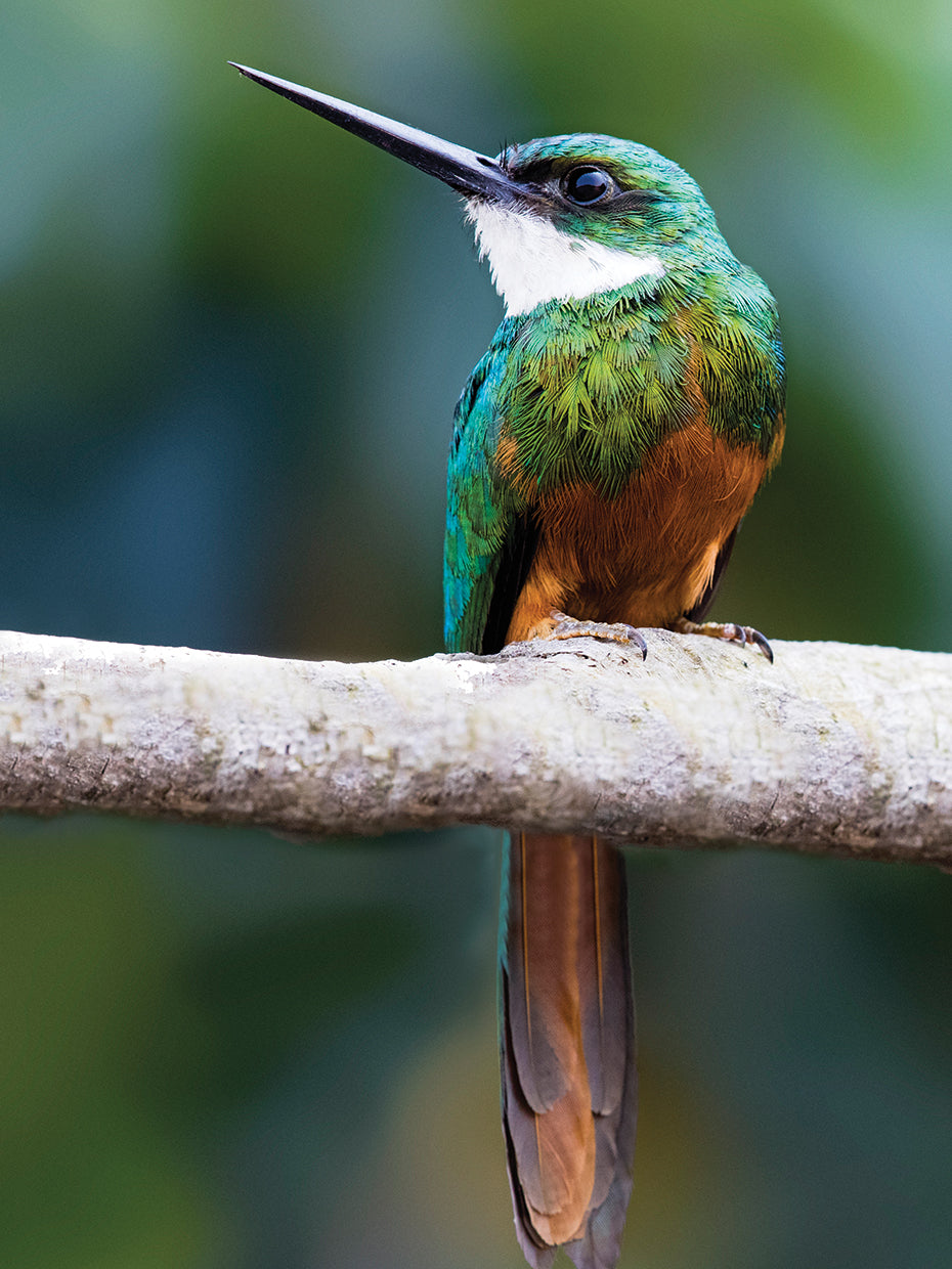 Brazilian Jacamar Bird