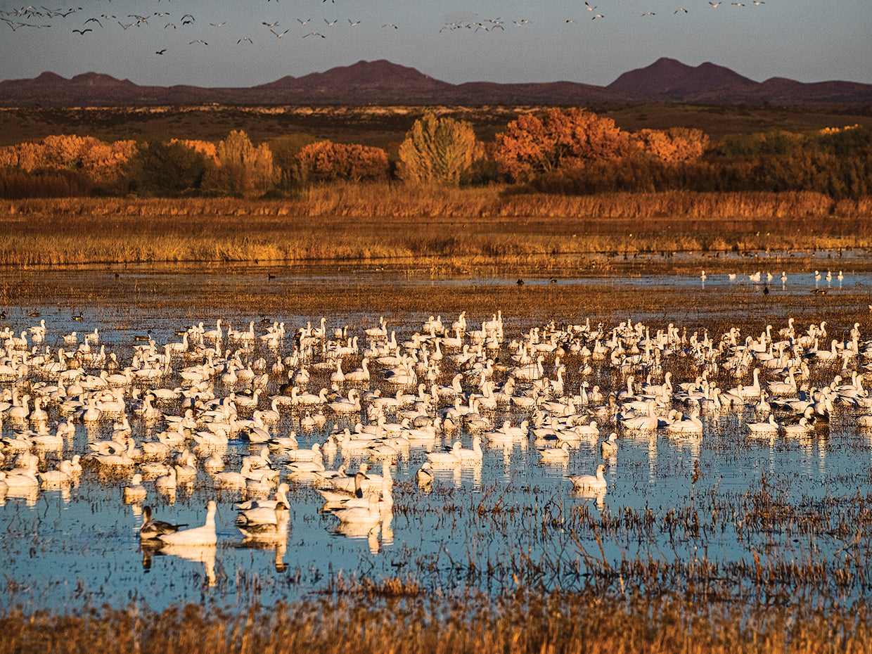 Snow Geese Gathering