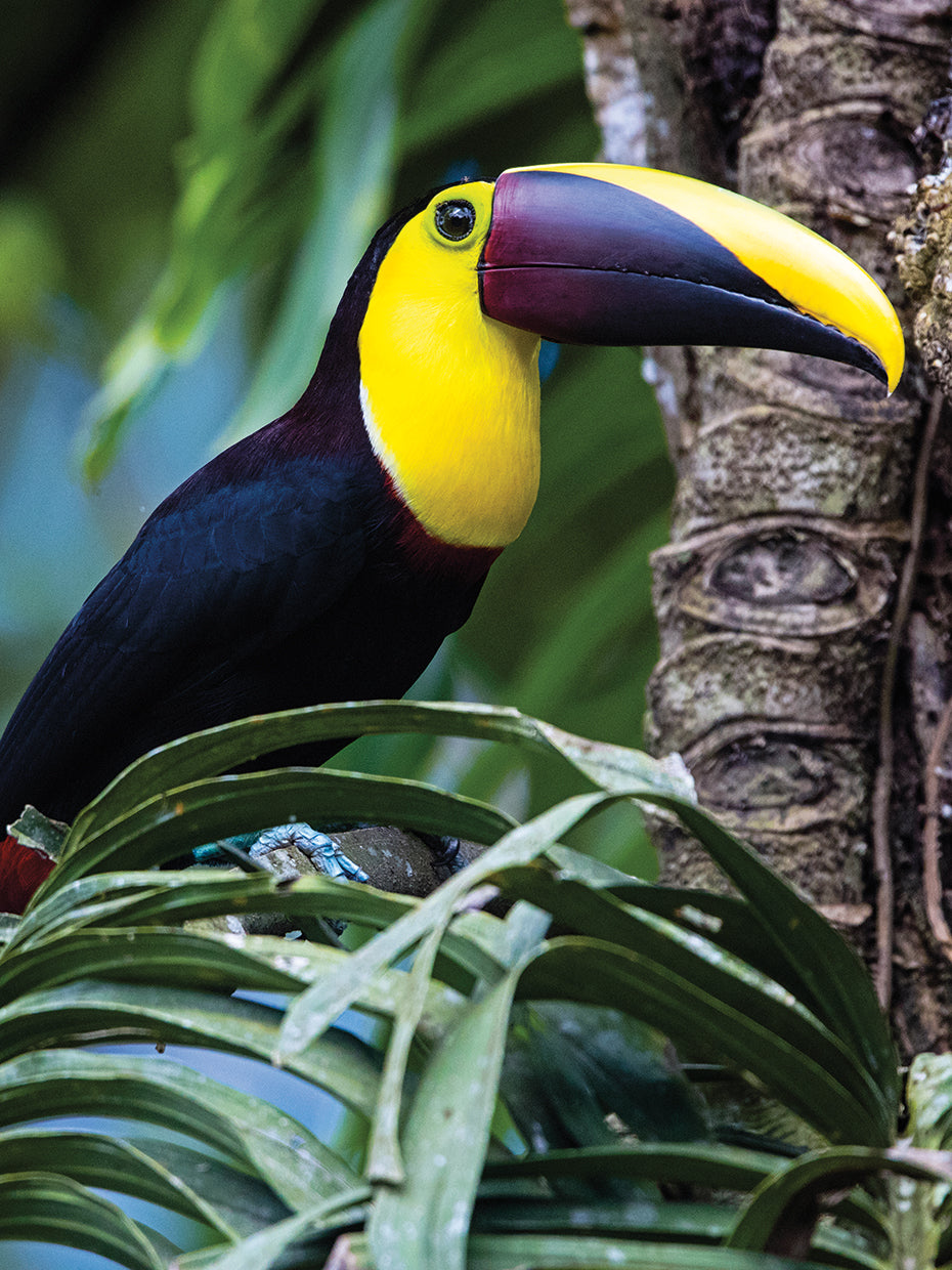 Tucán de la selva tropical Lienzo