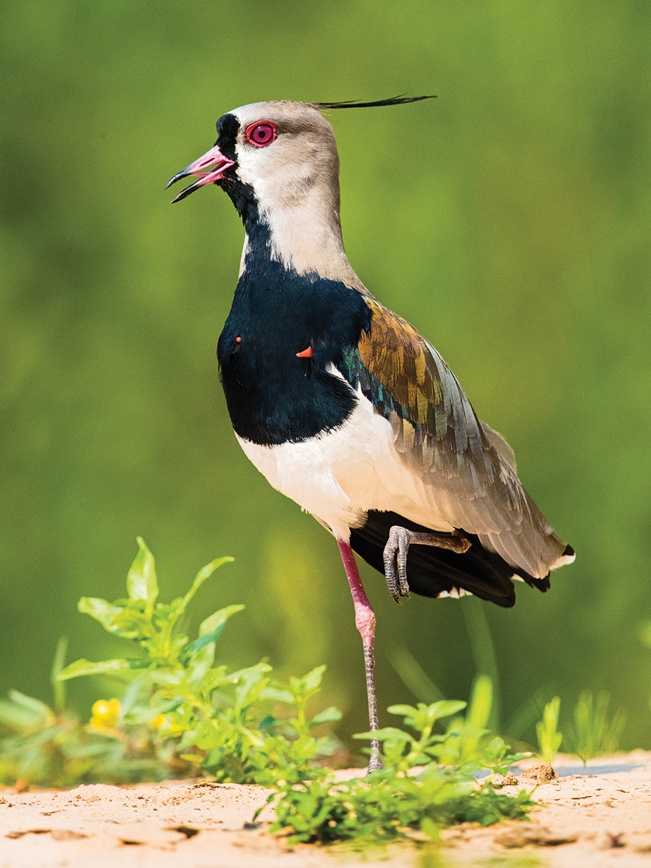 Brazil Lapwing