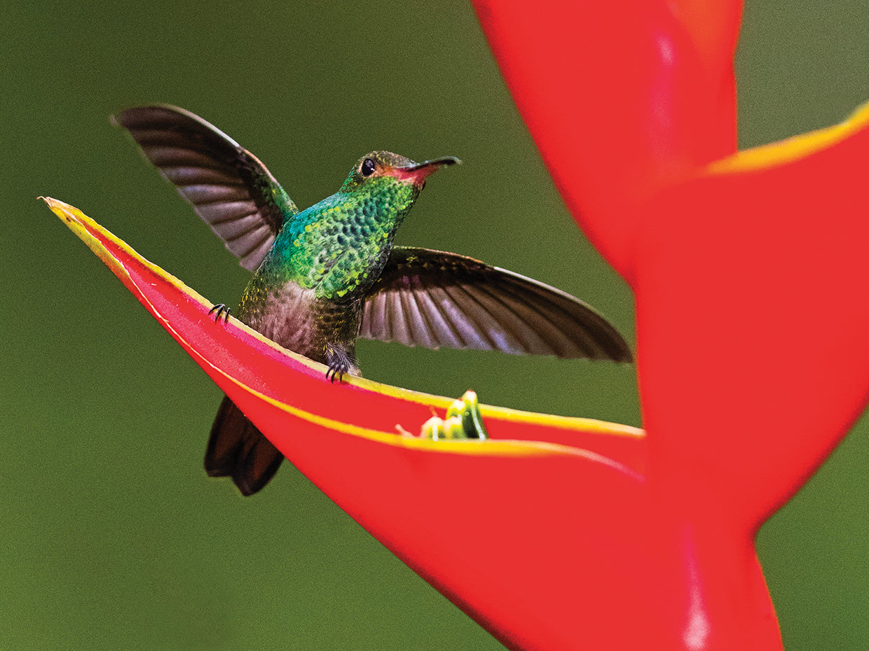 Colibrí de flores silvestres Lienzo