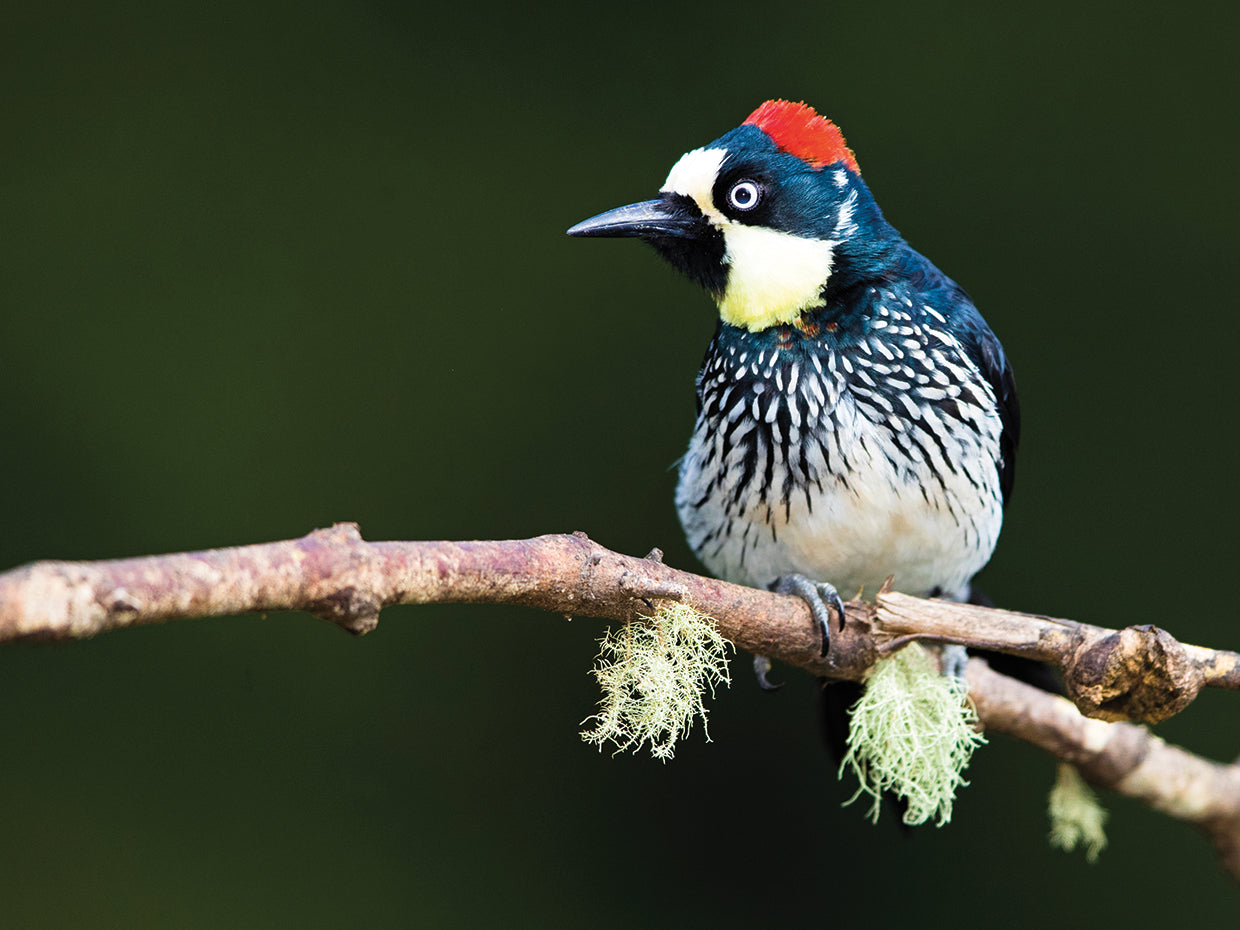 Pájaro carpintero de montaña Lienzo