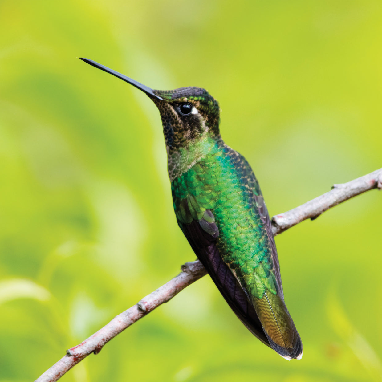 Joyas de colibrí Lienzo