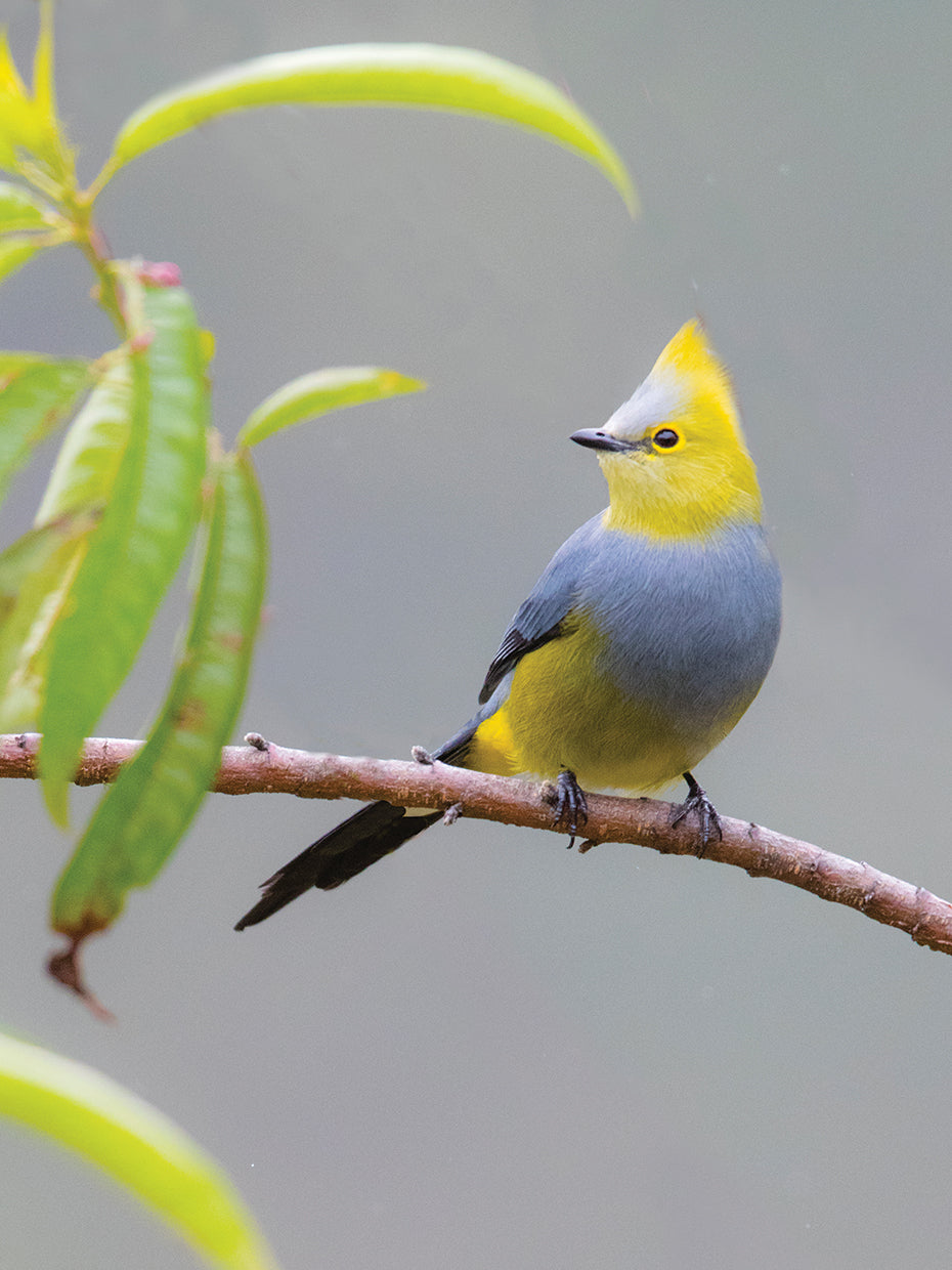 Papamoscas costarricense Lienzo
