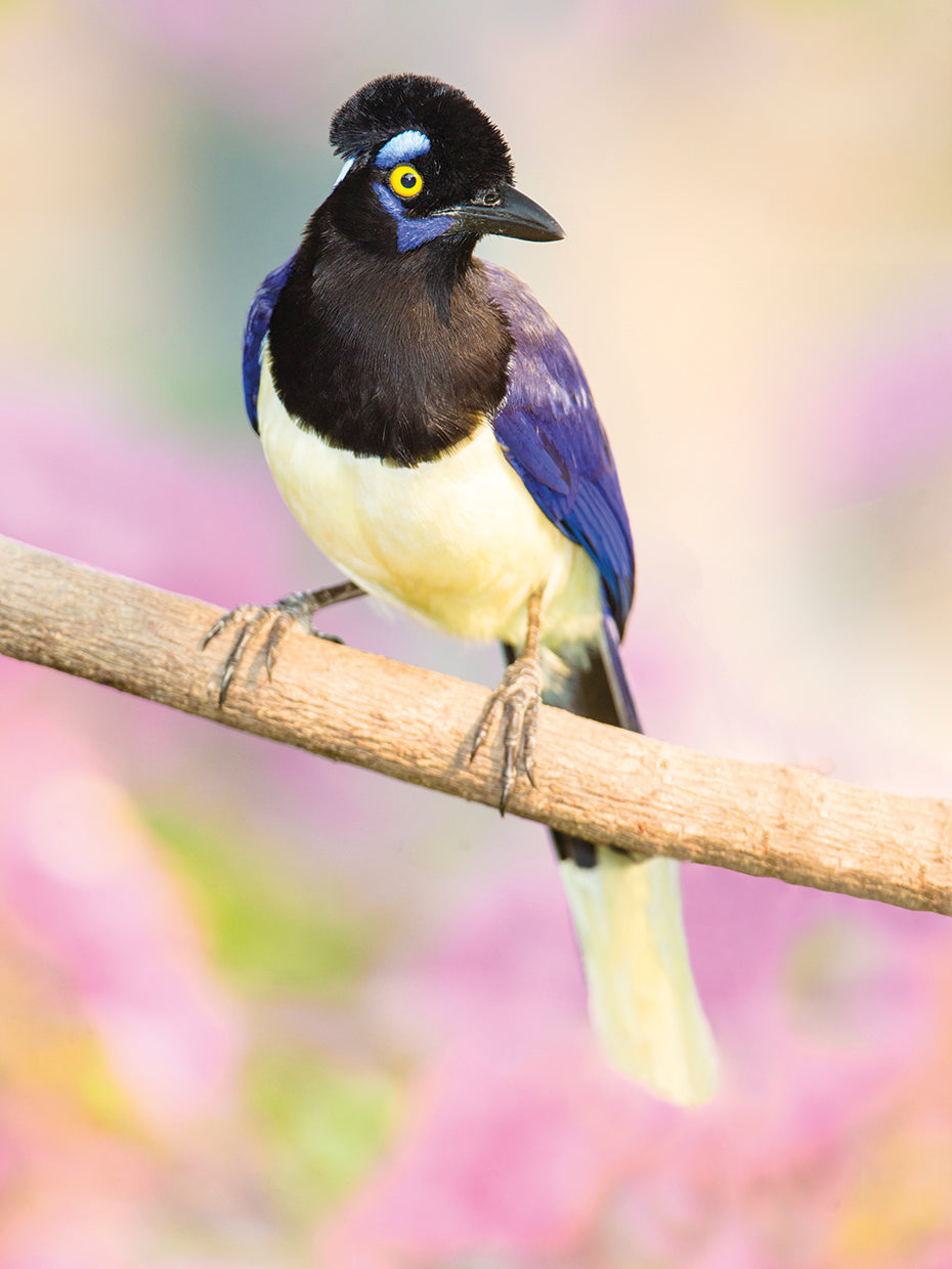 Crested Jay Brasil Lienzo