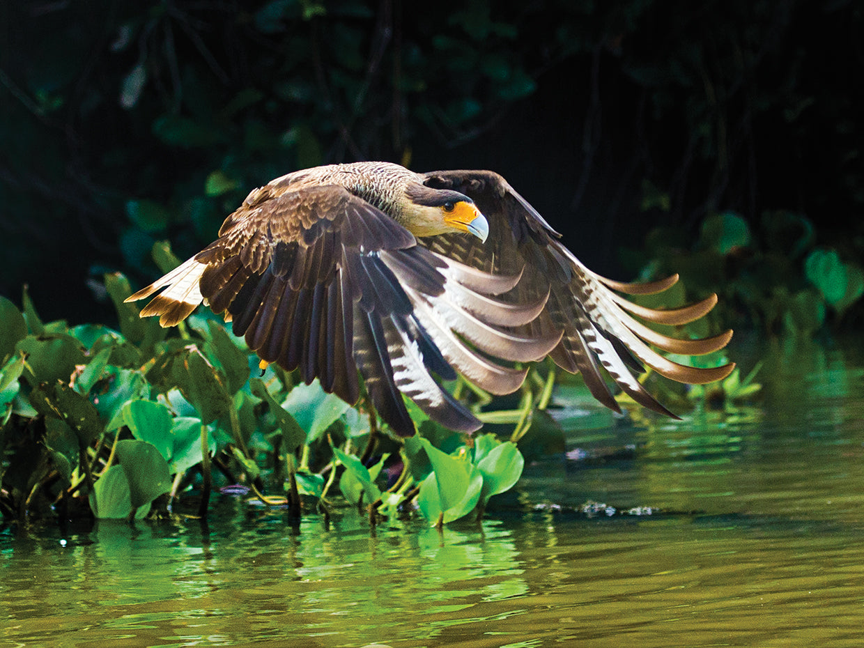 Caracara volando Lienzo