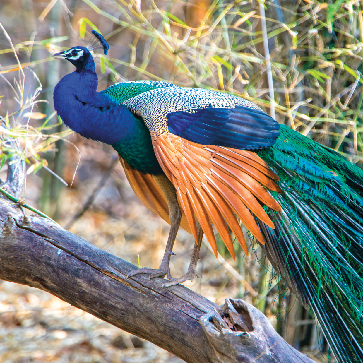 Lado del pavo real indio Lienzo