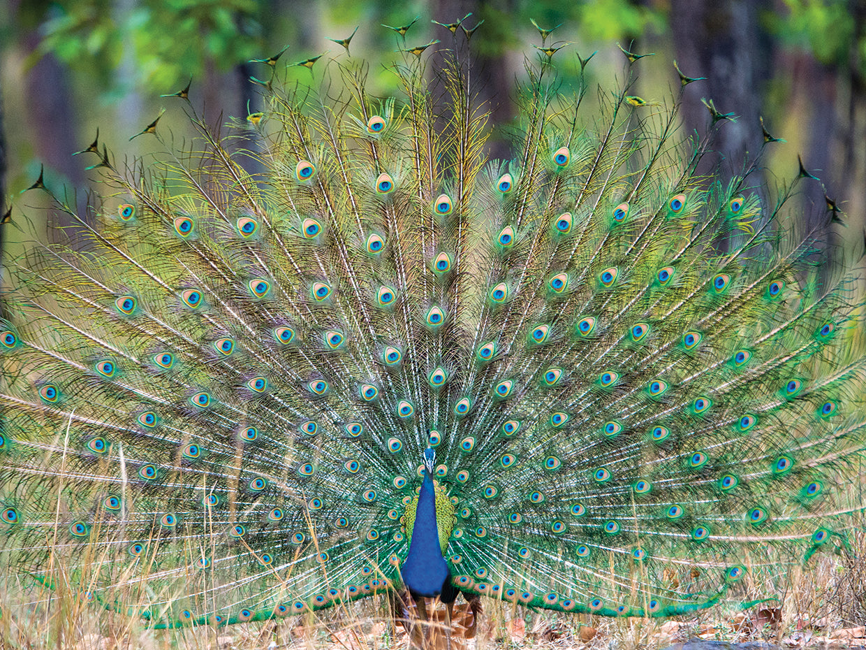 Plumas en abanico Lienzo