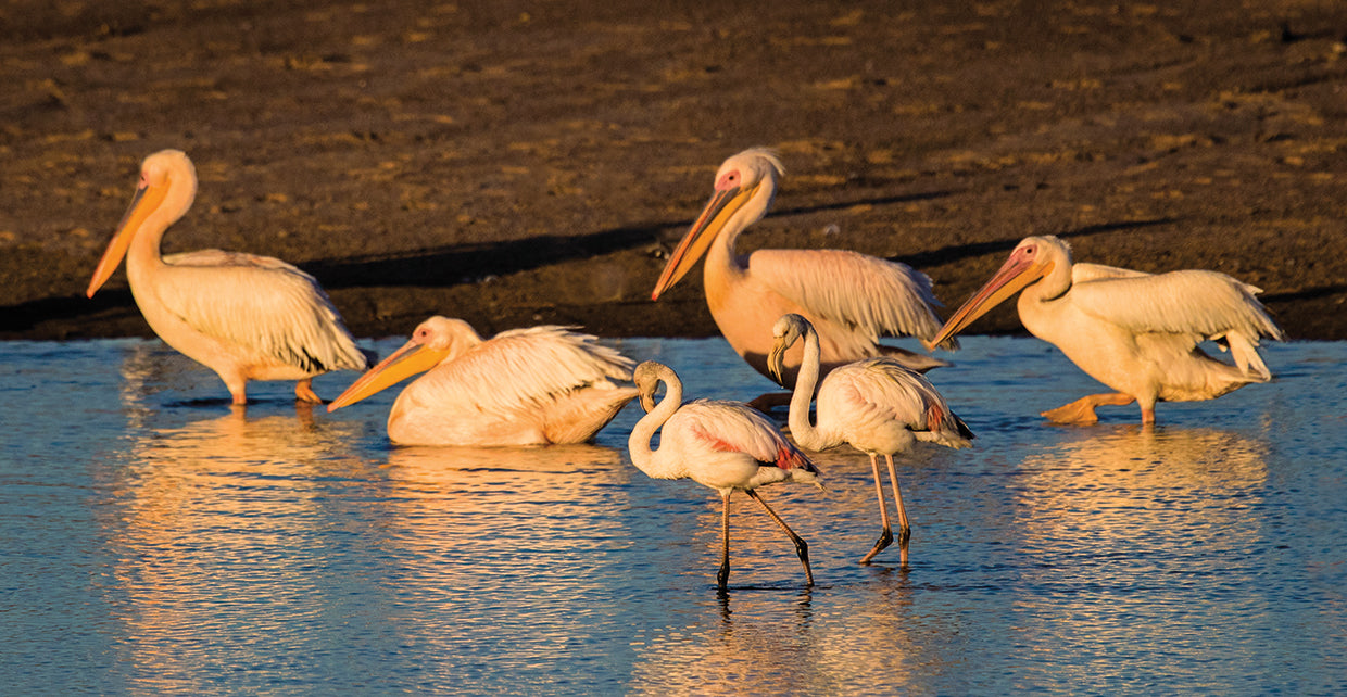 Great White Pelicans